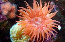 imax_the-last-reef_marine-life_tsr