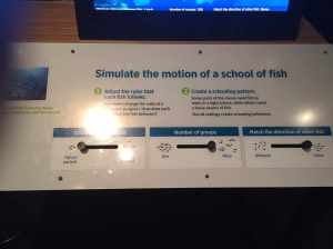 fish sliders reduced