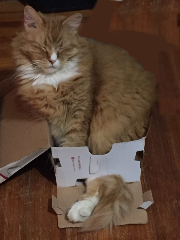 William in shoebox with foot